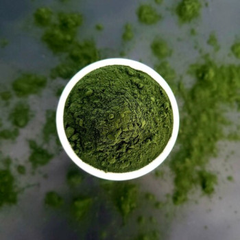 Chlorella